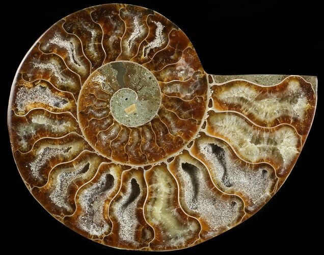 Agatized Ammonite Fossil (Half) #68813